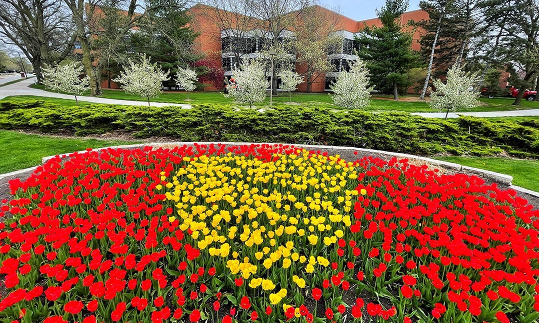 A bed of blooming red tulips with yellow tulips in the shape of a heart at the center.